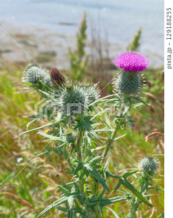A Scottish thistle stands tall on a grassy hill overlooking the water. The thistle has green prickly leaves and a single bright pink flower on top. 129188255
