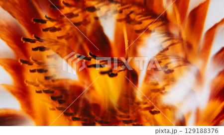 Floral drop. Blossom art. Defocused yellow red color lily flower pistils nature lens flare floating on abstract light botany background. Floral drop. Blossom art. Defocused yellow red color lily flower pistils nature lens flare floating on abstract light botany background. 129188376
