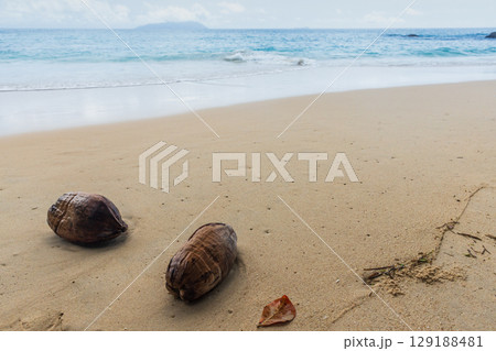 Secluded Tropical Beach With Sand, Ocean, and Drifted Two Coconuts Secluded Tropical Beach With Sand, Ocean, and Drifted Two Coconuts 129188481