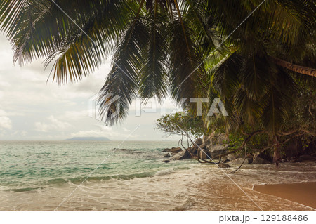 Tropical Beach Scene with Palms Overlooking Crystal Clear Waters 129188486