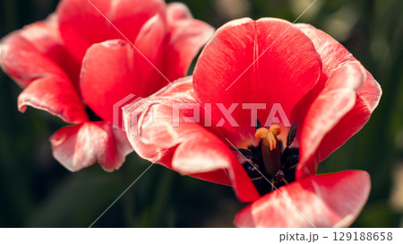 Red Tulip Close-Up in Springtime Bloom 129188658