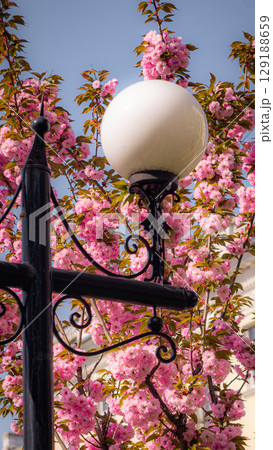 Blooming Cherry Blossoms Around Ornamental Street Lamp Blooming Cherry Blossoms Around Ornamental Street Lamp 129188659