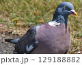 Portrait of wood pigeon up close. High quality photo 129188882