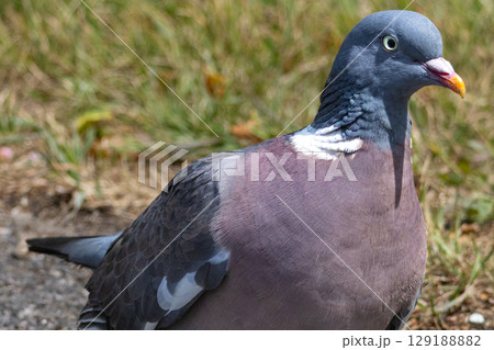 Portrait of wood pigeon up close. High quality photo 129188882