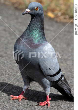 Rock dove strutting along a path. High quality photo 129188884