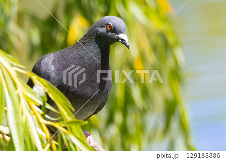 Portrait of rock dove up close. High quality photo 129188886