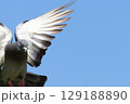 Rock dove in flight against blue sky. High quality photo 129188890