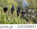 Group of rock doves perched on willow branch. High quality photo 129188891