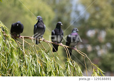 Group of rock doves perched on willow branch. High quality photo 129188891