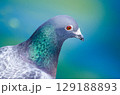 Portrait of rock dove up close. High quality photo 129188893