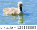 Baby mute swan close up. High quality photo 129188895