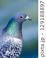 Portrait of rock dove up close. High quality photo 129188897