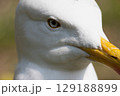 Close up of a herring gull head . High quality photo 129188899