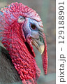 Close up of a turkey head. High quality photo 129188901