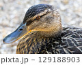 Female mallard duck close up. High quality photo 129188903