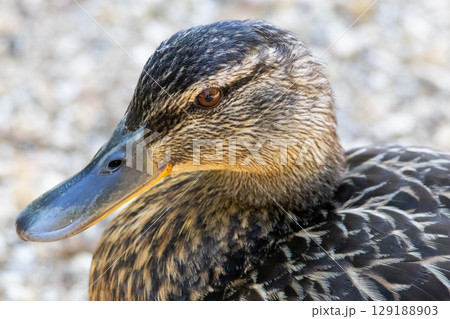 Female mallard duck close up. High quality photo 129188903