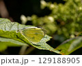 Large white butterfly cabbage white. High quality photo 129188905