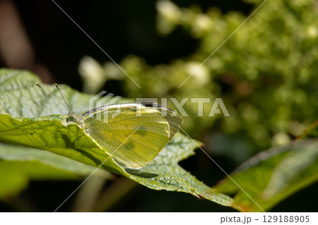 Large white butterfly cabbage white. High quality photo 129188905