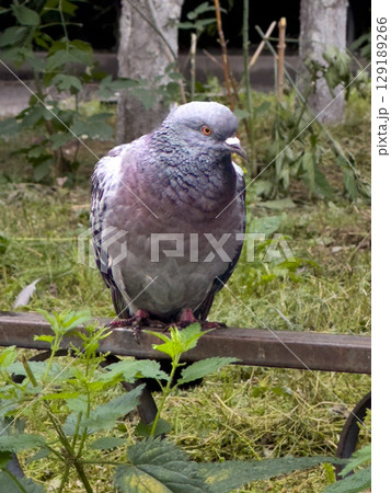 City pigeon sitting on a fence in a park City pigeon sitting on a fence in a park 129189266