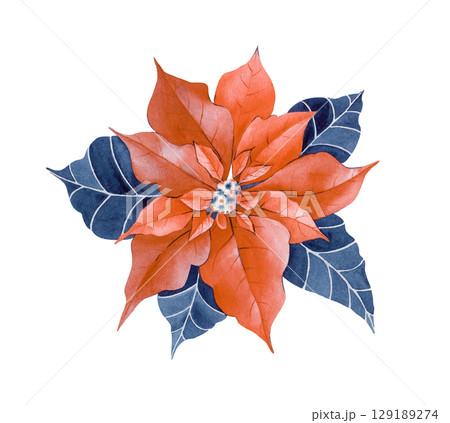 Watercolor botanical illustration of a red poinsettia flower on a white background. A traditional plant for decorating the house at Christmas. Watercolor botanical illustration of a red poinsettia flower on a white background. A traditional plant for decorating the house at Christmas. 129189274