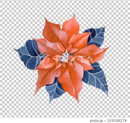 Watercolor botanical illustration of a red poinsettia flower on a white background. A traditional plant for decorating the house at Christmas. Watercolor botanical illustration of a red poinsettia flower on a white background. A traditional plant for decorating the house at Christmas. 129189274