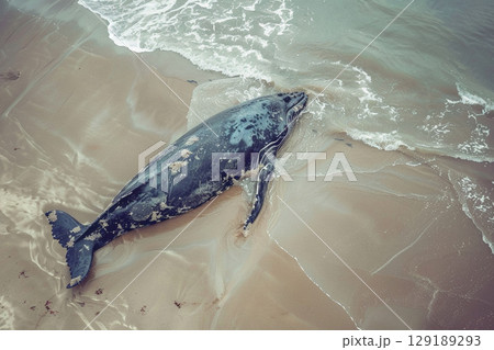 Beached whale lies on ocean shore. Marine mammal stranded on sandy beach washed by waves. Environmental disaster Beached whale lies on ocean shore. Marine mammal stranded on sandy beach washed by waves. Environmental disaster 129189293