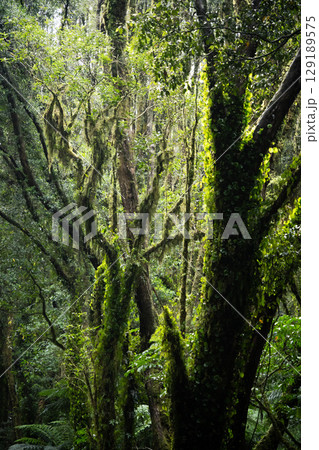 Vertical shot of trees in rainforest hit by sunrays, New Zealand 129189575