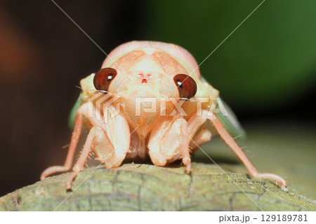 羽化後のアブラゼミ 129189781