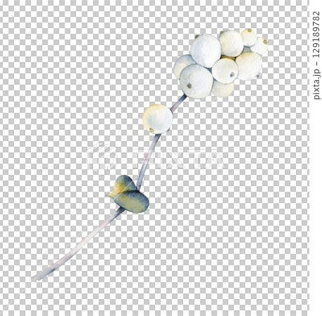 Watercolor illustration of a snowberry. A thin branch with white berries on a white isolated background. Watercolor illustration of a snowberry. A thin branch with white berries on a white isolated background. 129189782