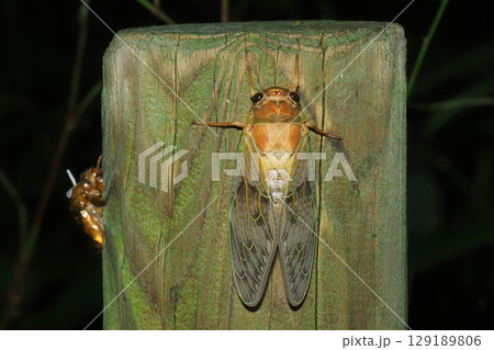 羽化後のアブラゼミ 129189806