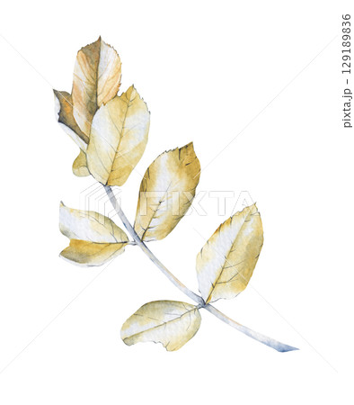 Yellow autumn leaves painted in watercolor. 129189836