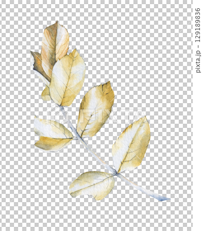 Yellow autumn leaves painted in watercolor. 129189836