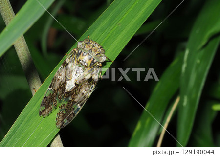 ニイニイゼミ 129190044