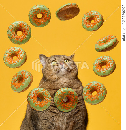 A plump shorthaired cat with expressive eyes looks up, surrounded by delicious green donuts with orange sprinkles on a bright yellow background 129190203