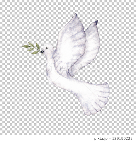 Flying dove holding an olive branch as a sign of peace. first communion, baptism greeting cards, invitation, wedding card. Watercolor illustration Flying dove holding an olive branch as a sign of peace. first communion, baptism greeting cards, invitation, wedding card. Watercolor illustration 129190225