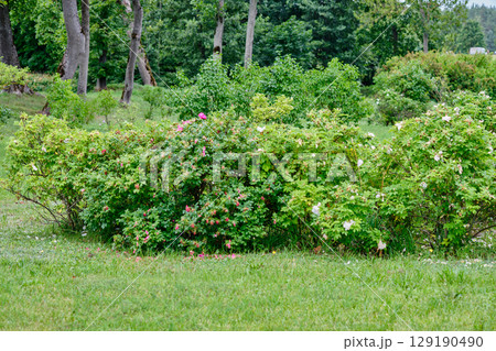 Bushes with colorful flowers in a serene park during a sunny day in late spring 129190490