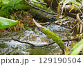 苔の枝と山のせせらぎ 129190504