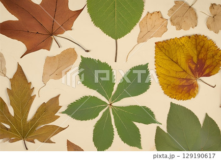 Dried leaf turned brown with natural aging.AI Generated 129190617