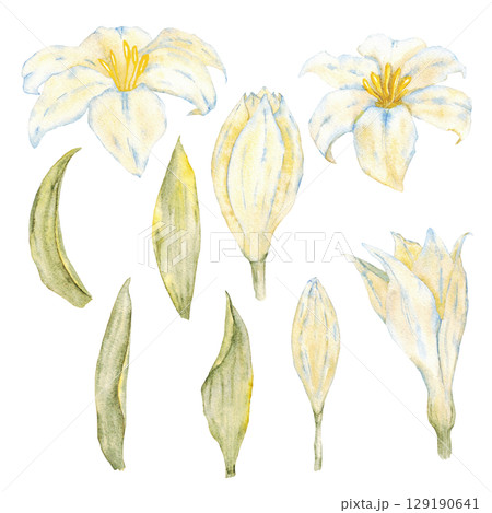 Botanical set of white lilies and green leaves. Watercolor elements. Isolated on white background. Hand drawn. For first communion, birthday, wedding, baptism design. Greeting card, invitation, label Botanical set of white lilies and green leaves. Watercolor elements. Isolated on white background. Hand drawn. For first communion, birthday, wedding, baptism design. Greeting card, invitation, label 129190641