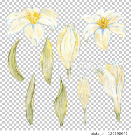 Botanical set of white lilies and green leaves. Watercolor elements. Isolated on white background. Hand drawn. For first communion, birthday, wedding, baptism design. Greeting card, invitation, label Botanical set of white lilies and green leaves. Watercolor elements. Isolated on white background. Hand drawn. For first communion, birthday, wedding, baptism design. Greeting card, invitation, label 129190641