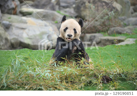 おいしそうに竹を食べる永明 129190851