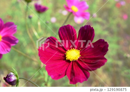 高原に咲くコスモス 129190875