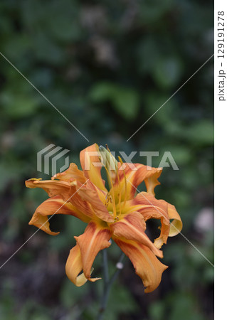 ヤブカンゾウ 129191278