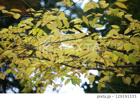 色づくコナラの黄葉 129191335