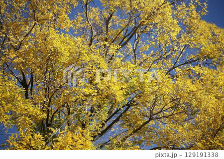青空にエノキの黄葉 129191338