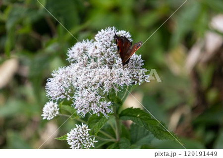 フジバカマの花にとまるクジャクチョウ フジバカマの花にとまるクジャクチョウ 129191449