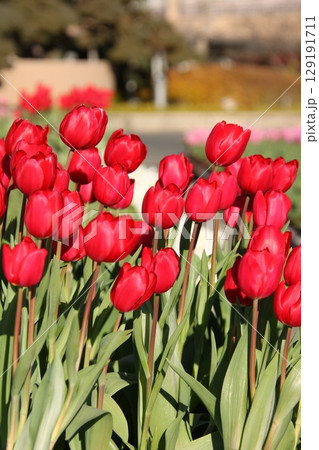 春のイメージ チューリップ⑪ 129191711