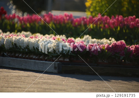 ヒヤシンスが咲く花壇⑨ 129191735