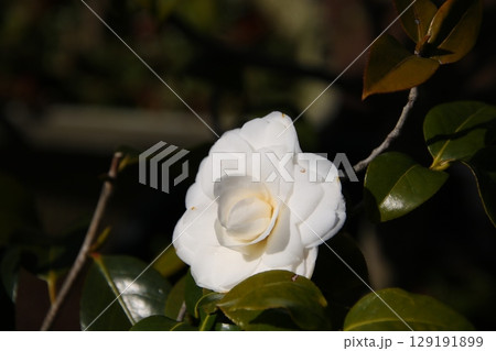 花が咲いた椿の木⑭ 花が咲いた椿の木⑭ 129191899