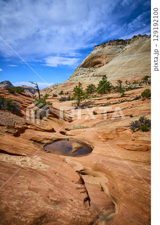 Sandstone Pools Desert Pines and Cliffs Zion National Park Eye Level View 129192100